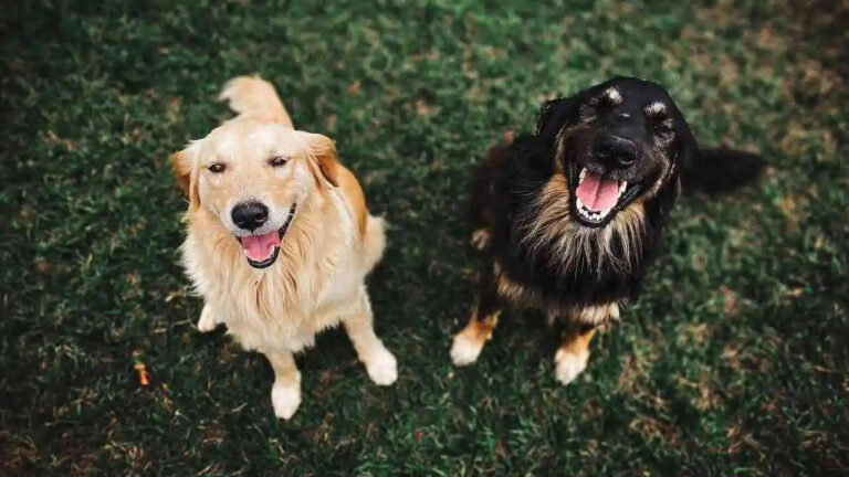 dog, animals