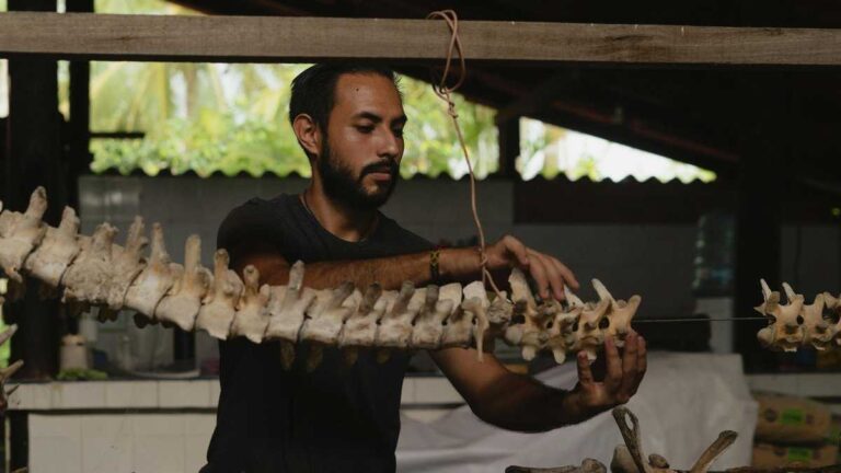 Dinosaur Cancer Research, Photo: Los Muertos Crew/pexels. A man works on reconstructing the spinal skeleton of a prehistoric animal in a paleontological workshop.