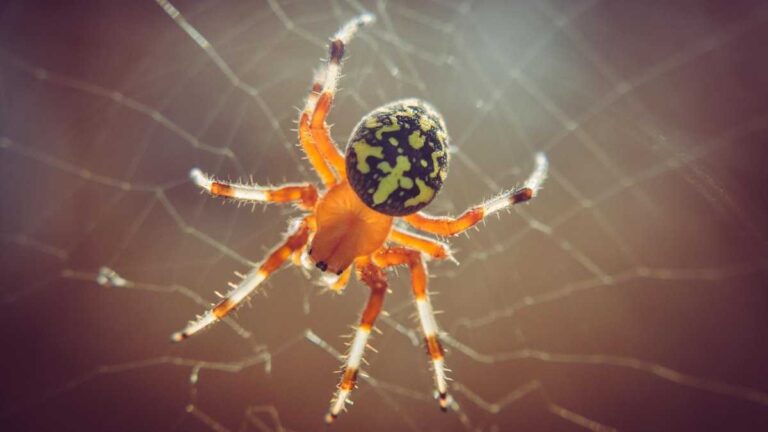 CRISPR gene editing. Photo by Chris F/pexels. A spider sits on its web.