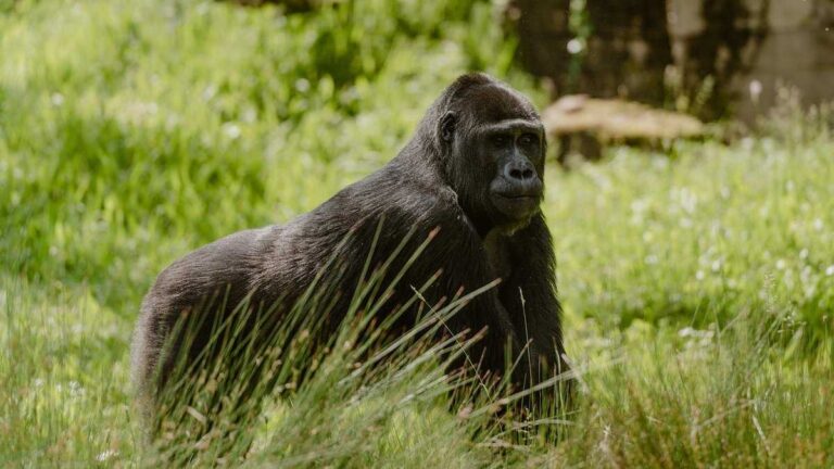 lpha male traits: A gorilla stands amidst tall grass, carefully observing its surroundings.