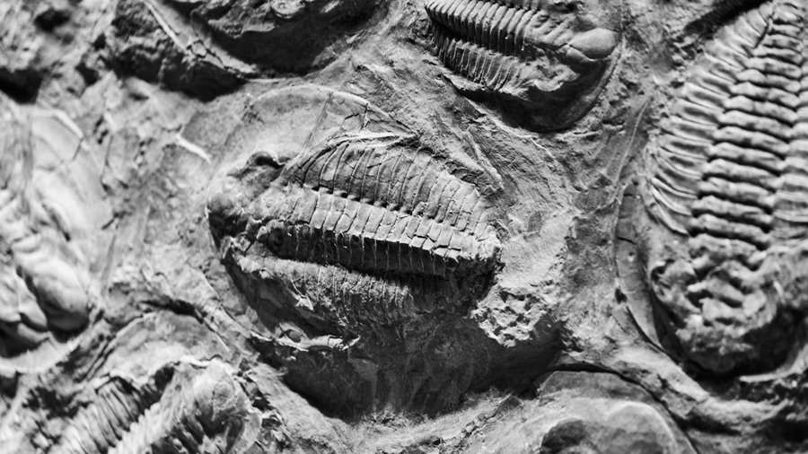 Extinct Life Form, Fossils