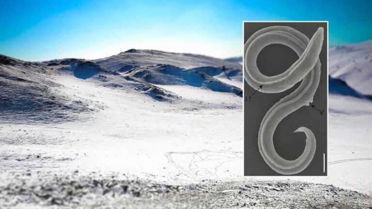 Organism Hibernation Astounds Nematode Survives 46,000 Years