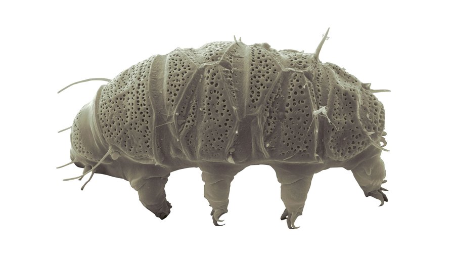 Organism Hibernation, Photo of  tardigrades