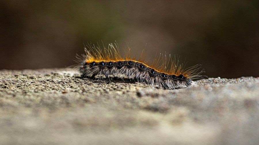 Extraordinary Caterpillars, Photo JaimeAP/pixabay