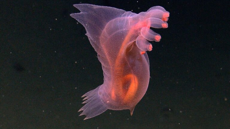 Unusual marine creature a pink marine creature on a black background.