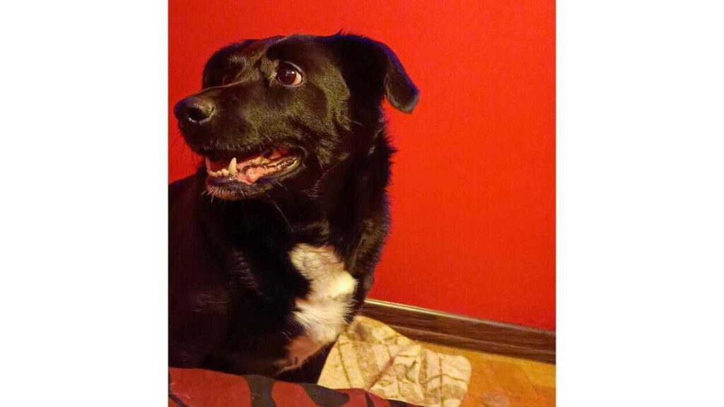 Adopt-a-dog. Luna, one of Jacek Piekara's dogs. Fot. Archiwum Jacka Piekary