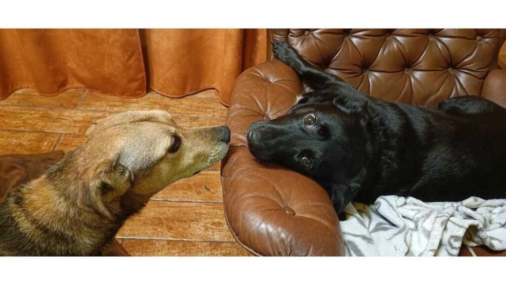 Adopta a dog. Luna and Misiek, another one of Jacek Piekara's dogs. Photo: Jacek Piekara's Archive