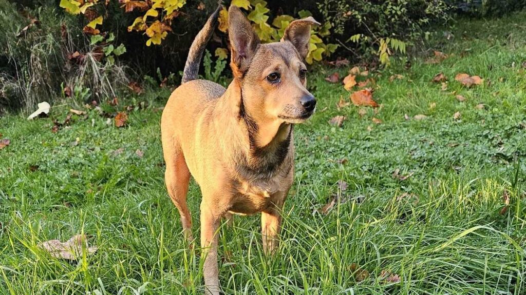 Adopt a dog. Zbójka, yet another one of Jacek Piekara's dogs. Photo: Jacek Piekara's Archive