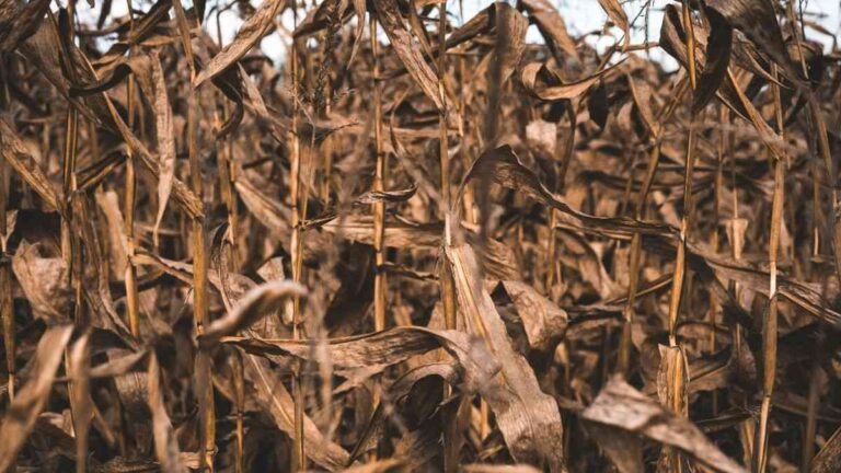 Agriculture crisis. Photo by Keagan Henman / Unsplash