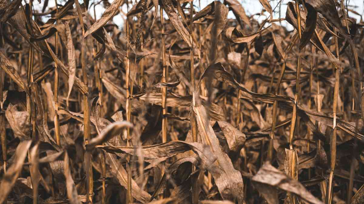 Agriculture crisis. Photo by Keagan Henman / Unsplash
