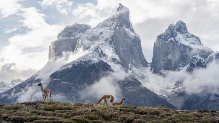 Mysterious structures in the Andes: A plain where llamas graze, with the Andes mountains in the background. Photo: Andrew Svk / Unsplash.