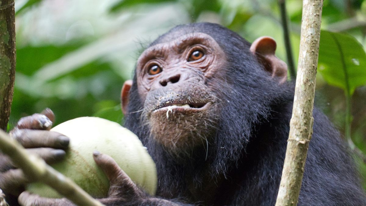 Chimpanzee diet: close-up of a chimpanzee's face while eating a fruit, illustrating chimpanzee diet and evolution.