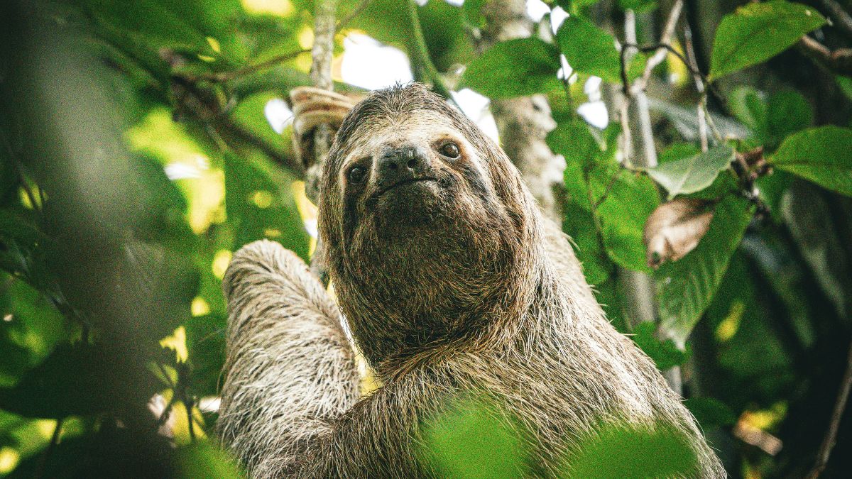 Giant Ground Sloths (illustration): A modern sloth looks directly into the lens from between tree branches. Photo by Daniel Tischer / Unsplash.
