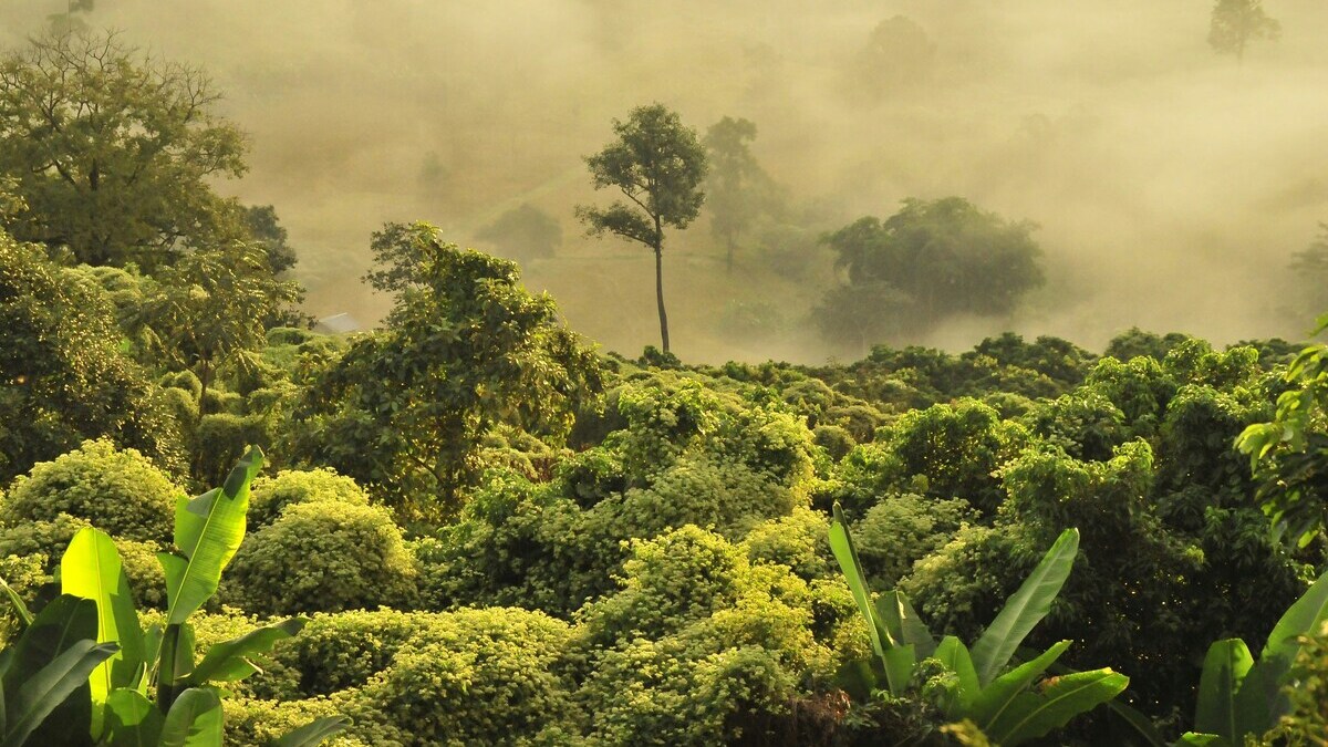 The misty Amazonian jungle, which became the inspiration for a breakthrough discovery in breast cancer treatment.