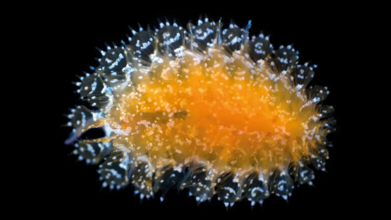 Spinther bohnorum—one of the unusual creatures found during the latest ocean discoveries. This tiny, bioluminescent organism surprises with its cosmic appearance, resembling a living, underwater crystal.