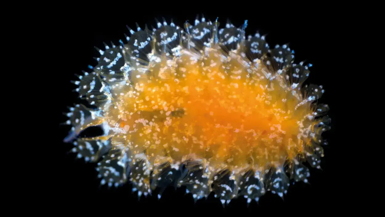 Spinther bohnorum—one of the unusual creatures found during the latest ocean discoveries. This tiny, bioluminescent organism surprises with its cosmic appearance, resembling a living, underwater crystal.