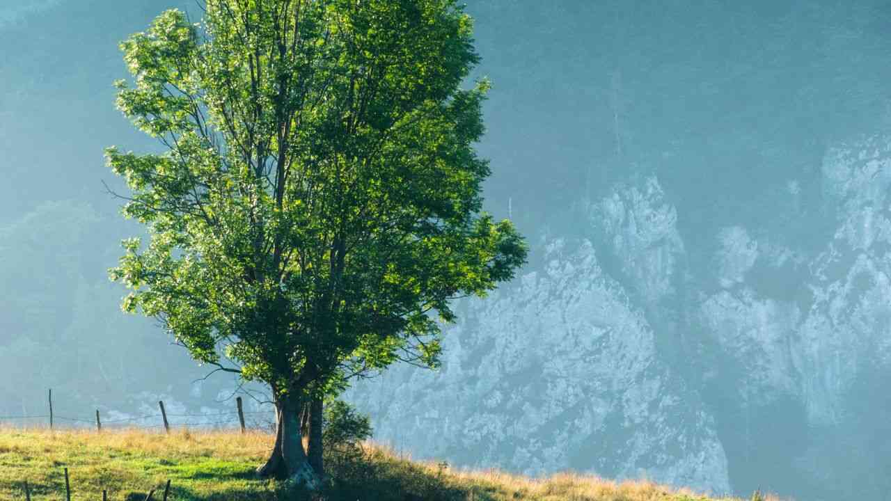 Tree bark and its resident microbes inhibit global warming.