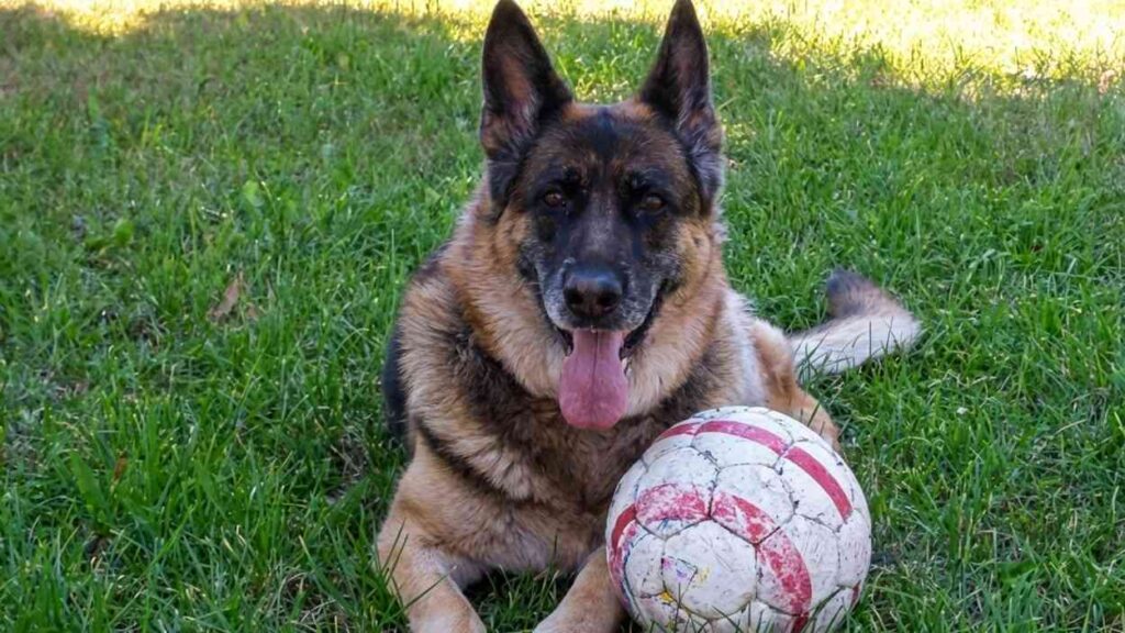 A smart dog demonstrating high canine intelligence by identifying toys based on their functional categories rather than just memorized names.