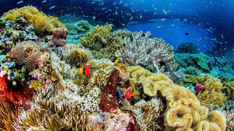 A vibrant coral reef teeming with biodiversity, featuring orange clownfish among various coral formations—a prime example of an ecosystem where scientists are still discovering new species on Earth