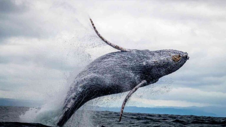 Indigenous Brazilians were hunting whales as far back as 5,000 years ago.