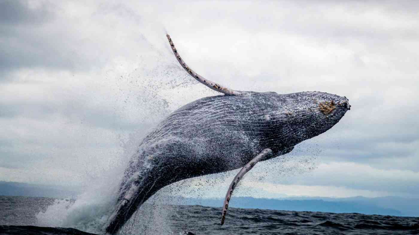 Indigenous Brazilians were hunting whales as far back as 5,000 years ago.