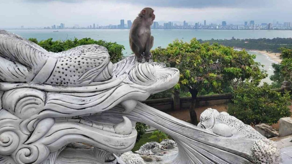 A monkey sitting on a stone sculpture overlooking a bay-side city skyline — a report from Vietnam.