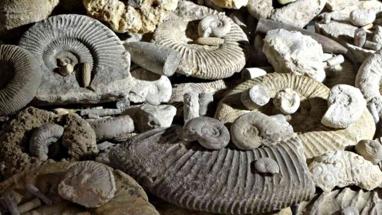 Fossils discovered in China reveal how life on Earth rebounded.