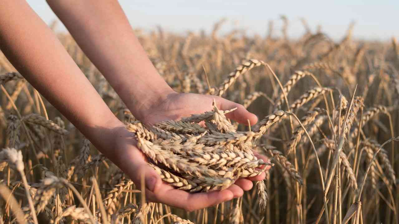 Nitrogen in fertilizers helps fight pests and boosts yields.