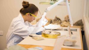 Prototaxites may represent an extinct branch of life.