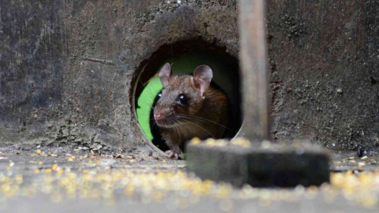 Rats are devouring fiber optic cables because their 'eco-friendly' casings are crafted from soy and corn.