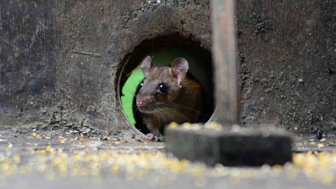 Rats are devouring fiber optic cables because their 'eco-friendly' casings are crafted from soy and corn.
