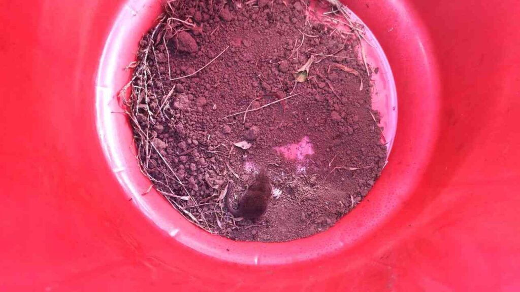 A new species of shrew discovered in Ethiopia, identified as the world's smallest predator.