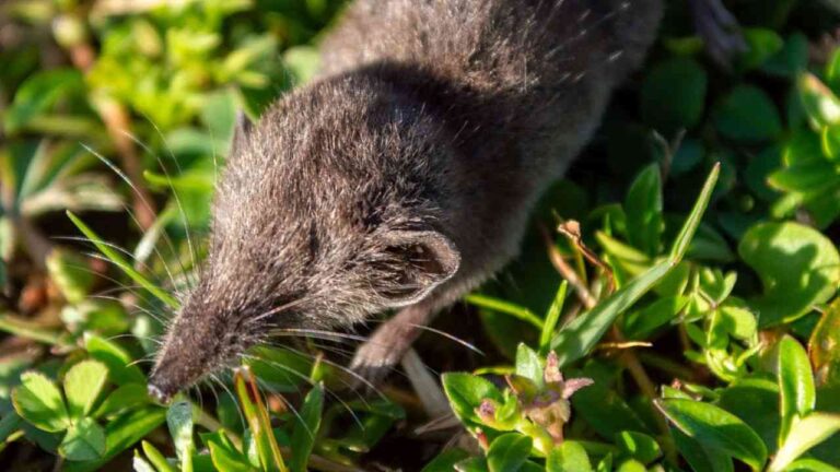A new species of shrew discovered in Ethiopia, identified as the world's smallest predator.