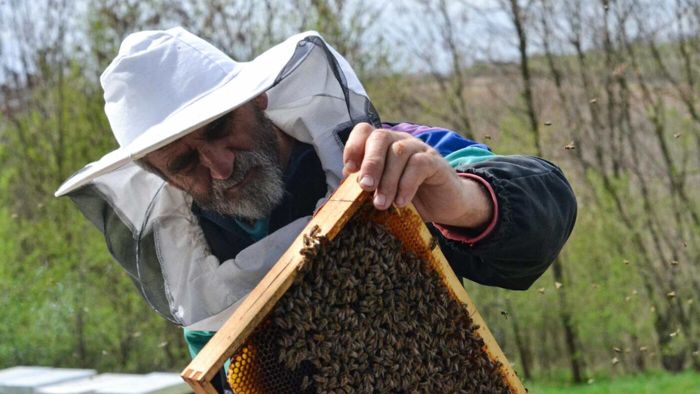 A beekeeper in an apiary