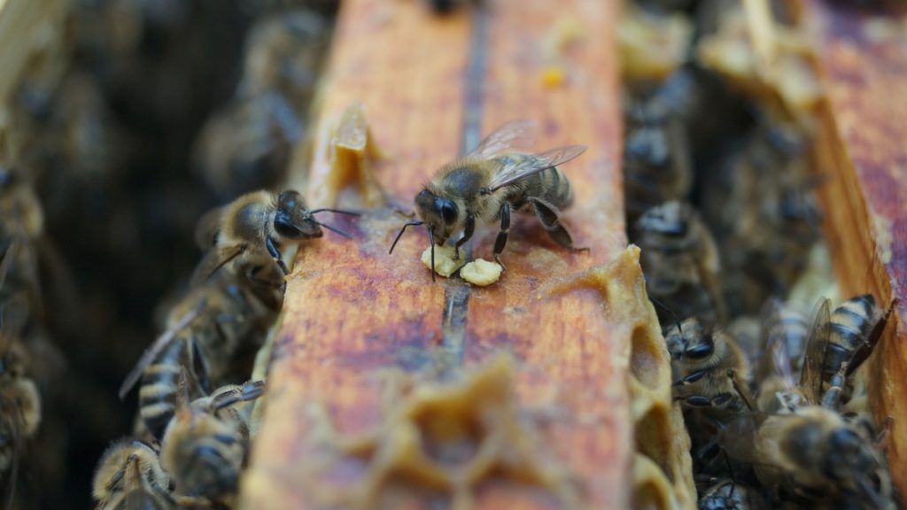 bees in a hive