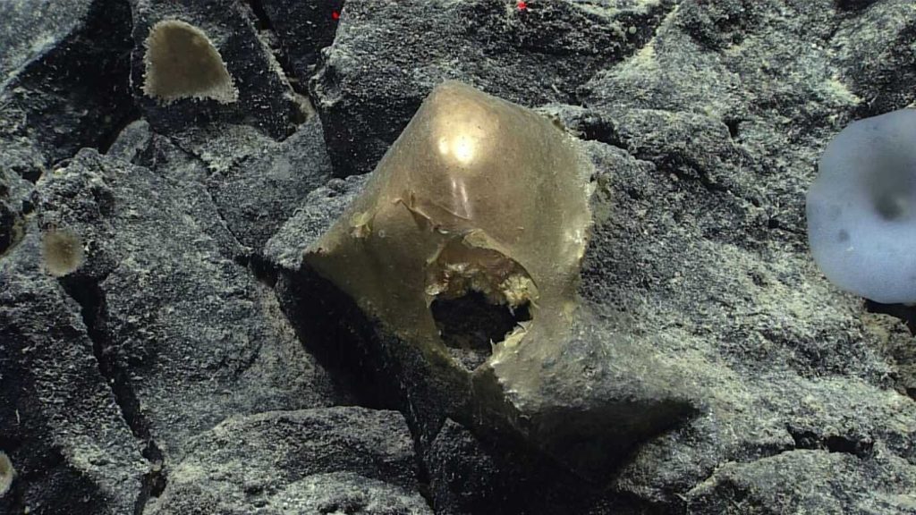 A golden sea anemone on a deep-sea underwater rock.