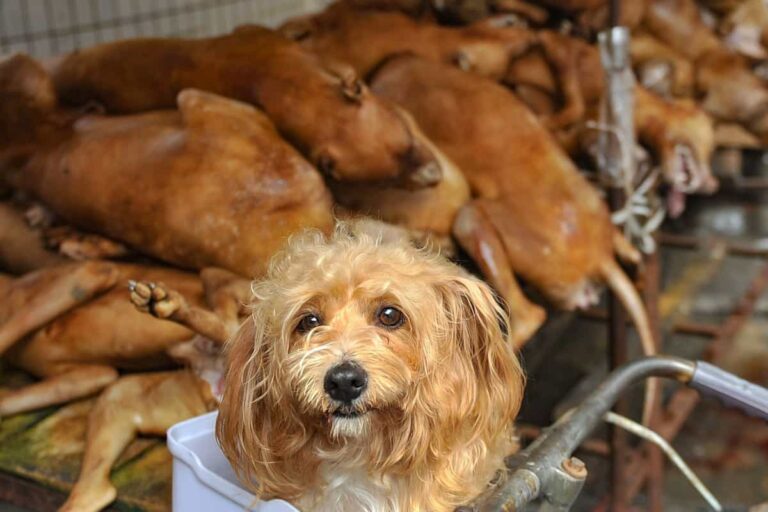 PRZYGOTOWANIA DO LETNIEGO FESTIWALU LICZI I PSIEGO MIĘSA w Yulin w prowincji Guangxi