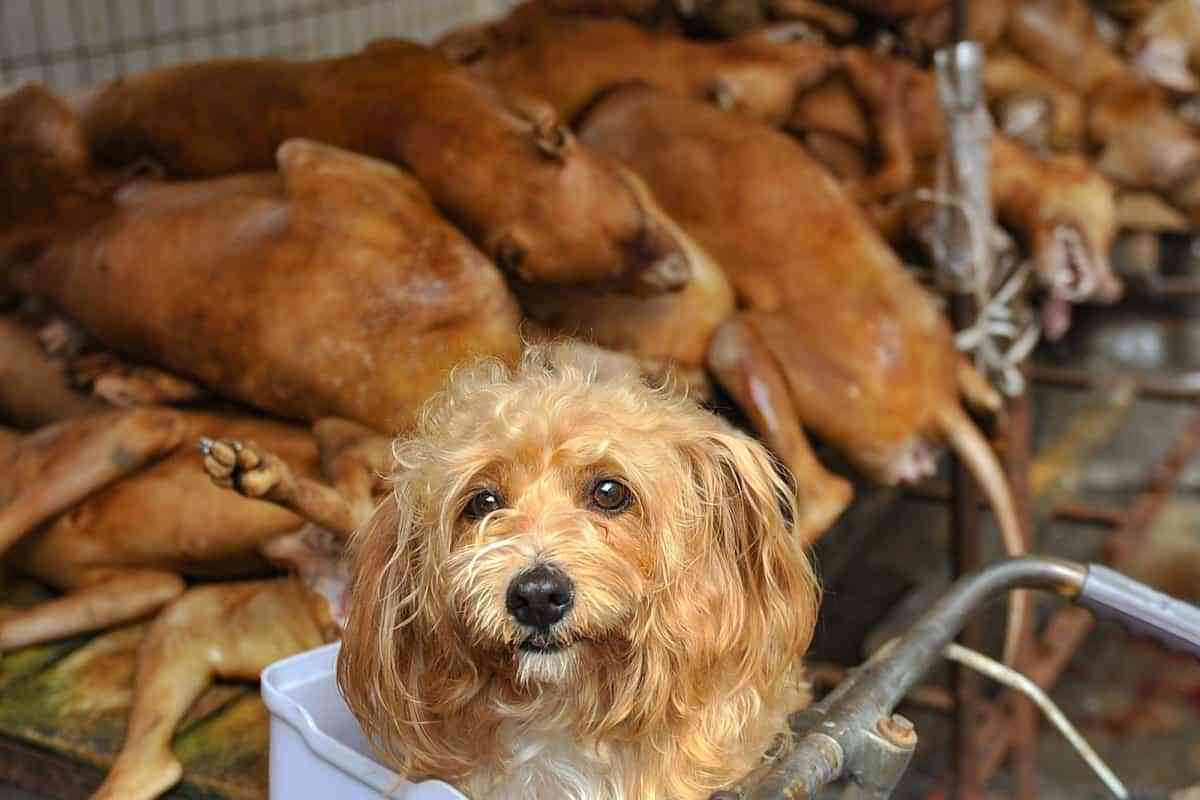 PRZYGOTOWANIA DO LETNIEGO FESTIWALU LICZI I PSIEGO MIĘSA w Yulin w prowincji Guangxi