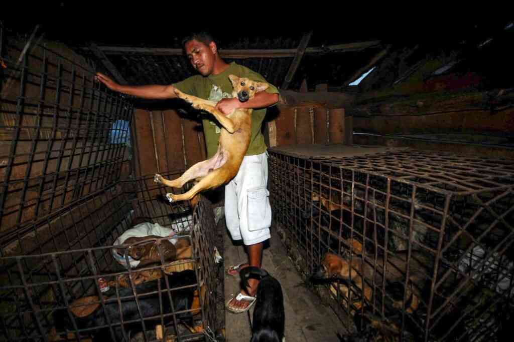 MANDATORY CREDIT: Jefri Tarigan/Rex Features Mandatory Credit: Photo by Jefri Tarigan / Rex Features (2110213f) The dogs are held in cages prior to being used for meat Forget Horse Meat Burgers: Restaurant Where Dog Meat Is On The Menu *WARNING: GRAPHIC IMAGES* These gruesome photographs show the horrific scenes at a restaurant where dog is on the menu. In images that will disgust animal lovers, this eatery not only serves canine dishes, but the dogs are also killed inhumanely on site. Photographer Jefri Tarigan managed to document the meat production process at Kaban Jahe, in northern Sumatra, Indonesia. Dogs are kept in cramped iron cages out the back of the 'Rumah Makan B1' restaurant. Around 5am, a selection is made of those to be turned into meat and slaughtered in an area close to the kitchen. The method of killing causes great suffering to the animals. A restaurant worker will attach a chain around a dog's neck, before holding all four of its legs and pulling. The choking effect is meant to subdue the dogs so they will not struggle when a knife is thrust into their necks to cut the major blood vessels and bleed them into a bucket. The blood is used with a mixture of spices in some dishes. If a dog's fur is thick, the staff will burn it off using a blowtorch before it is passed to the chef to butcher and prepare. Interest in dog meat is high and in just one day a busy restaurant can 