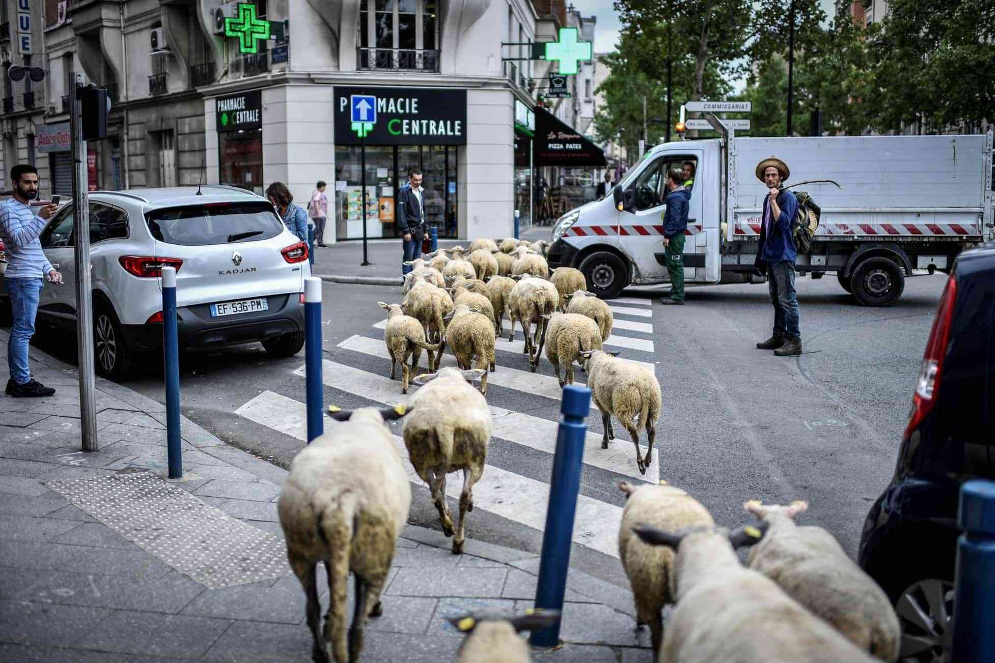 TOPSHOT - An urban farmer crosses a street with a herd of sheep in Aubervilliers