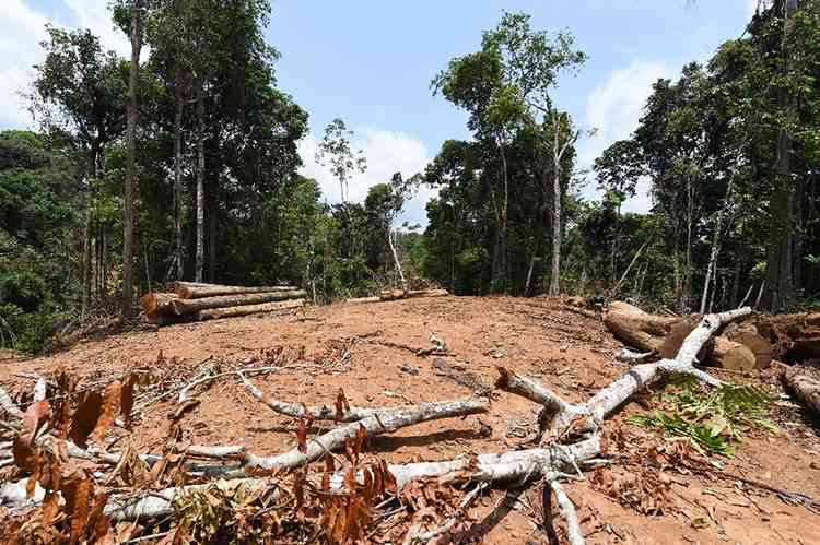 AI pomaga zwalczyć pracę przymusową w amazońskich lasach deszczowych