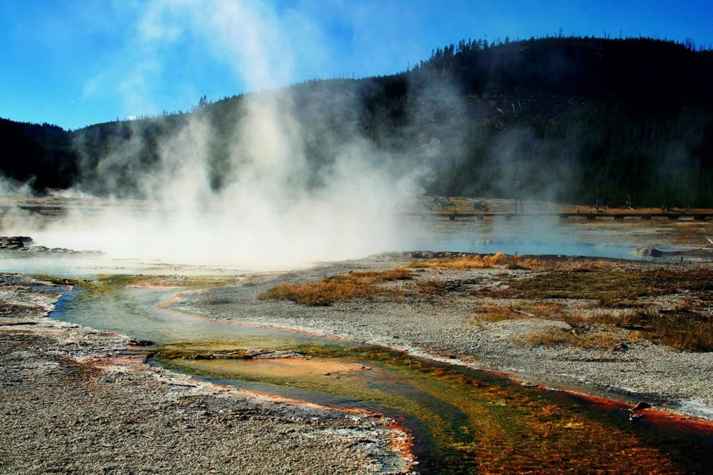 Innowacyjne białko z Parku Yellowstone: klucz do walki z głodem?