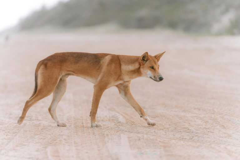 psy dingo