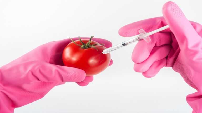 GMO AI, pomidor z wbitą strzykawką