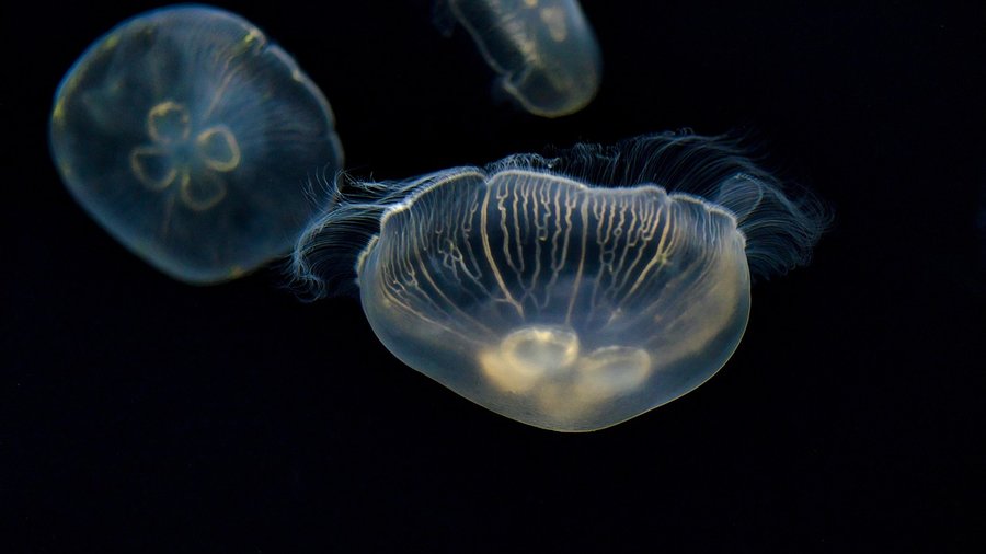 teoria powstania życia, meduzy w wodzie oceanu