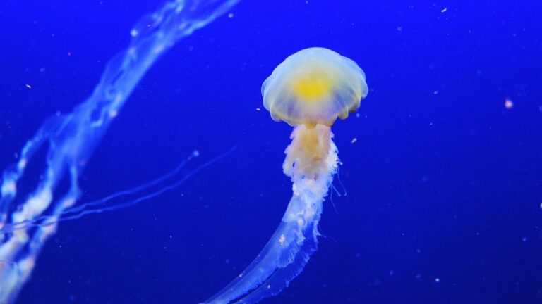bakterie przewodzące prąd, fot. sharonang/pixabay. meduza w oceanie