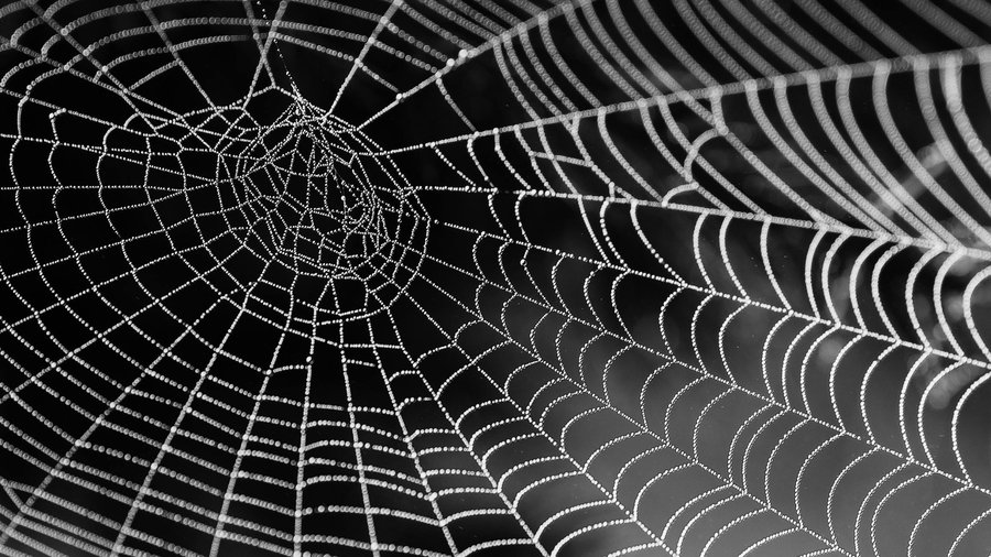 Edycja genów 3D, Fot. Pexels/pixabay, pajęczyna w kroplach wody
