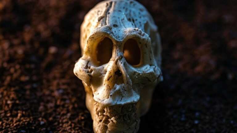 najstarsza hybryda człowieka, Fot. Footage Kingdom, realistyczny model czaszki praczłowieka spoczywający na ciemnym, ziemistym podłożu, oświetlony nastrojowym światłem.