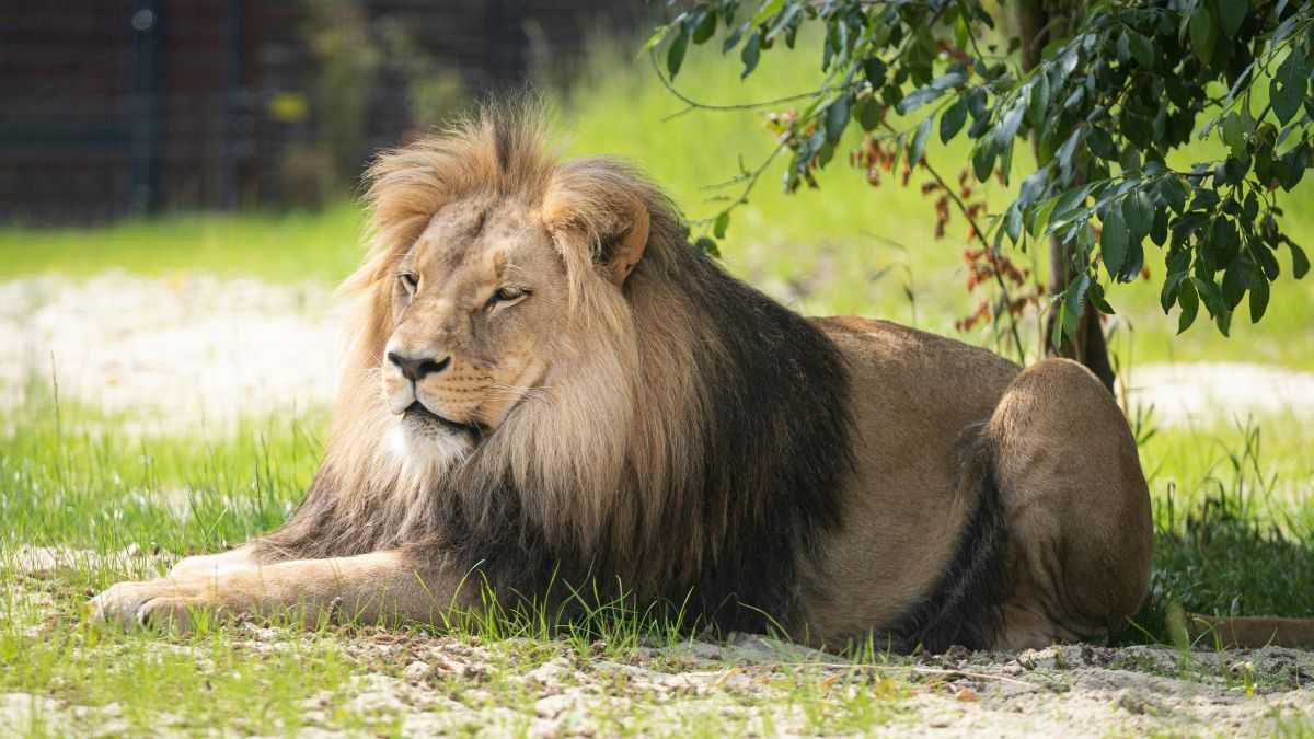 zoo przyjmuje niechciane zwierzęta: lew leży na trawie pod drzewem
