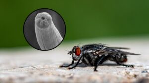 Nicień pasożyt: zbliżenie na muchę siedzącą na ziemi, obok w kółku zdjęcie mikroskopowe nicienia. Fot. wirestock / freepik, Mirayana M. Barros, Dennis Chang, Dihong Lu, and Adler R. Dillman / Wikimedia (CC BY 4.0)